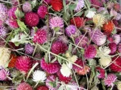 めぐみ工房 北海道ドライフラワー ハーバリウム・千日紅100個ミックス