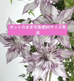 2025年最新】レディキョウコ クレマチスの人気アイテム - メルカリ