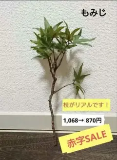 Item thumbnail for item 4dd1d25a-f3bb-4627-8911-6311d01e87d2