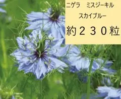 【花の種】約230粒 ニゲラ ミスジーキルスカイブルー 1.25ml