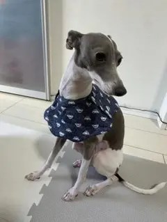 犬用 保冷剤入れ クールバンダナ