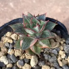 多肉植物 エケベリア 美尼王妃晃 ②