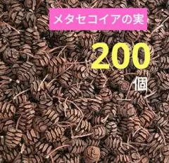 #H58 メタセコイアの実 天然素材 ドライ 木の実　200個
