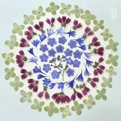 押し花 035 アジサイ エリカ 矢車菊 忘れな草