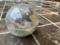 アクアリウムコレクション パンダ フィギュア アドベンチャーワールド ガチャ