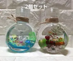 ハーバリウム めだかと熱帯魚