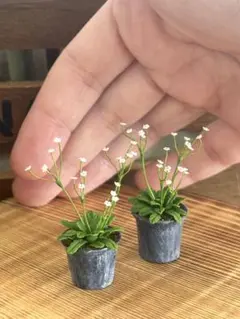 ミニチュア花 点地梅