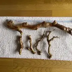 サルスベリ