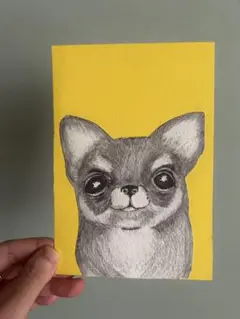チワワの鉛筆画 イラスト　手描きはがきサイズ　原画