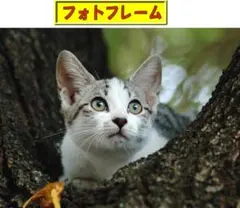 【かわいいフォトフレーム】猫の写真（２L判。オリジナルフォト）