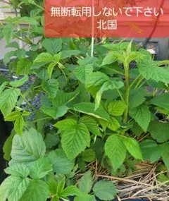 P*e様 ラズベリーの大苗。トゥラミーン P*e様 ラズベリーの大苗。トゥラミーン - メルカリ
