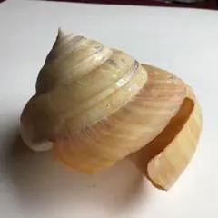 ナンバンオキナエビス6cm!! ナンバンオキナエビス6cm!! ゴトウオキナエビス – 鳥羽水族館