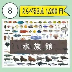 【8番】水族館の人気者 下敷き1枚 ペンギン・シャチ・イルカ・ラッコ・マンボウ
