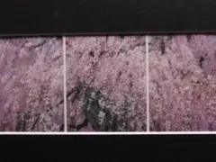 三栖右嗣、「爛漫」、希少画集の額装画、四季、風景、人気作品 2025年最新】三栖右嗣の人気アイテム - メルカリ