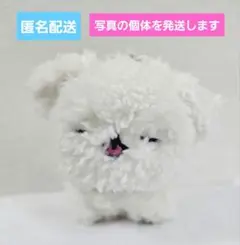 ラウンドワン限定　おいぬちゃん　ぬいぐるみマスコット