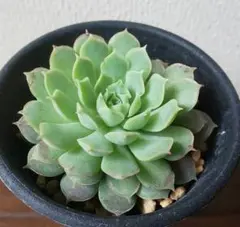 多肉植物 エケベリア レッドホール ② 抜き苗