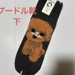 プードル　靴下