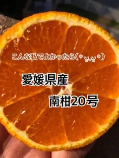 愛媛県産南柑20号浮皮ぷくぷくちゃん約5kgmixサイズ