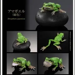 いきもの大図鑑　アマガエル　緑　ガチャ　1シリーズ