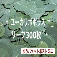 ユーカリポポラス 葉っぱのみ　300枚　ゆうパケットポストミニ