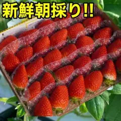 かんちゃん農園の甘いイチゴ