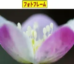 【花のフォトフレーム】ニリンソウの写真（２L判。オリジナルフォト）