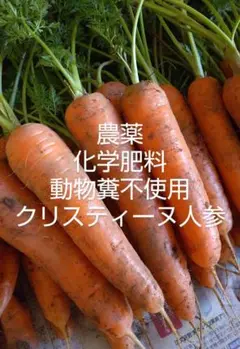 今季最終。ありがとうございました!自然栽培で育てたミニクリスティーヌ人参