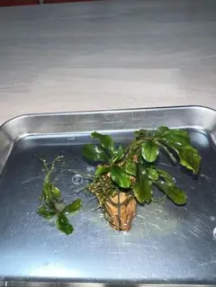 ブセファランドラ ハデス 群生 1株 水中葉