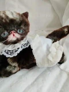 まなあきちゃん❤子猫ちゃん♡おむつ♡おパンツ♡