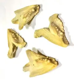 記念品 石鯛の歯 幻の魚 石鯛 クチジロ 底物 釣り オブジェ ペンダントトップ