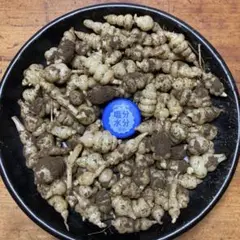 ちょろぎ6kg 珍しい生のちょろぎを採りたてでお届け※種芋にもなります#01 Amazon.co.jp: 【紫桜館山の花屋】岩手県産チョロギ 種芋100個