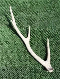 【天然】鹿の角　約55cm