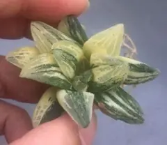 多肉植物 ハオルチア タイガーピク錦1