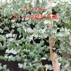 ユーカリの葉 グニー 枝付き葉 100サイズ