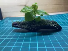 モス付きアヌビアスナナゴールデン 流木