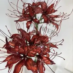 アメリカンフラワー♡彼岸花（小）赤