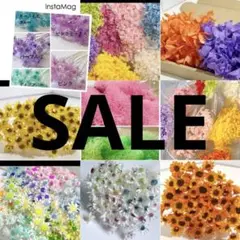 8/3までSALE中