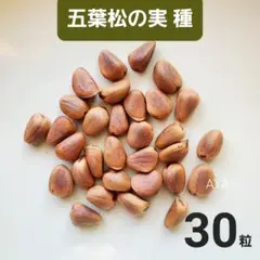2025年最新】朝鮮五葉松 松の実の人気アイテム - メルカリ