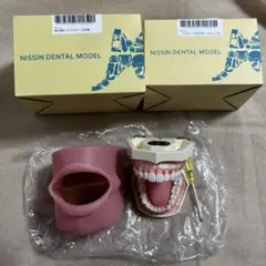 NISSIN顎模型　頬粘膜・歯石セット・顎模型ホルダー付き　値下げ済 NISSIN DENTAL MODEL 顎模型 頬粘膜 舌付 - メルカリ
