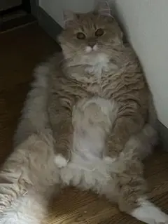 Item thumbnail for item e885b10e-a291-4ac1-a2de-ffe170a41c4a