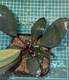 ブセファランドラ Motleyana Pandawan　レア品 Yahoo!オークション - Bucephalandra sp. Motleyana padawan