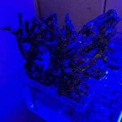 人工ライブロック　No.18   1個　CO2アク抜き済 ライブロックレプリカ自作：アク抜き | 豆砂飼育日記