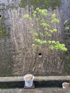 山採り　ソヨゴ　約170センチ 山採り ソヨゴ 約170センチ 苗木・植木