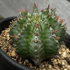 高*田様 多肉植物 白衣ホリダ /ユーフォルビア Euphorbia Horrida ユーフォルビア・ホリダ 白衣 多肉植物