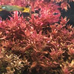 増量セール【水草】 ロタラマクランドラ10㎝×5本