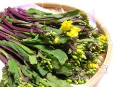 紅菜苔60粒【固定種】風味は天下一品!新鮮な若い花と蕾を食するヘルシー野菜