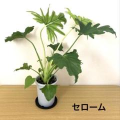 2025年最新】値下げ交渉致しかねます。の人気アイテム - メルカリ