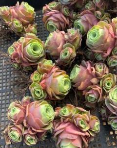 2025年最新】多肉植物グリーノビアの人気アイテム - メルカリ