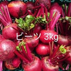【残りわずか】ビーツ　約15キロ　三浦半島　農家直送　農薬不使用（栽培期間） 残りわずか】ビーツ 約15キロ 三浦半島 農家直送 農薬不使用