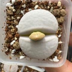 多肉植物 リトープス 白曲 c244 つぼみあり 鉢のまま - メルカリ